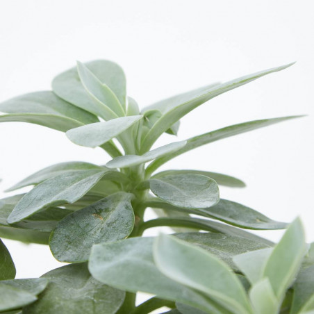 SENECIO MACETA 12CM