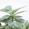 SENECIO MACETA 12CM