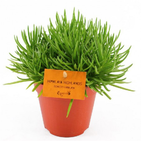 SENECIO MACETA 12CM