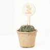 CACTUS Y CRASA MACETA BIO 10.5CM