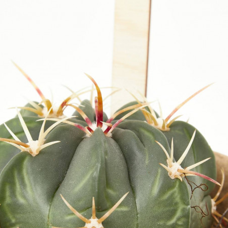 CACTUS Y CRASA MACETA BIO 10.5CM
