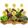 CACTUS Y CRASA MACETA BIO 10.5CM