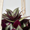PLANTA AMOR DE HOMBRE COLGANTE MACETA 19CM