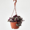 PLANTA AMOR DE HOMBRE COLGANTE MACETA 19CM