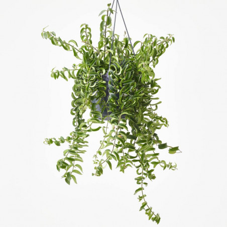 AESCHYNANTHUS COLGANTE