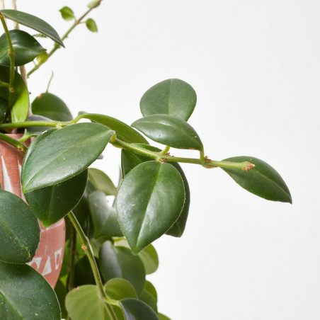 AESCHYNANTHUS COLGANTE