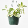 PEPEROMIA COLGANTE MACETA 15CM