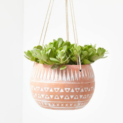 SENECIO COLGANTE MACETA 15CM