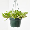 SENECIO COLGANTE MACETA 15CM