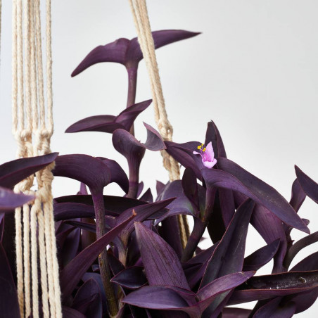 AMOR DE HOMBRE EXTERIOR COLGANTE