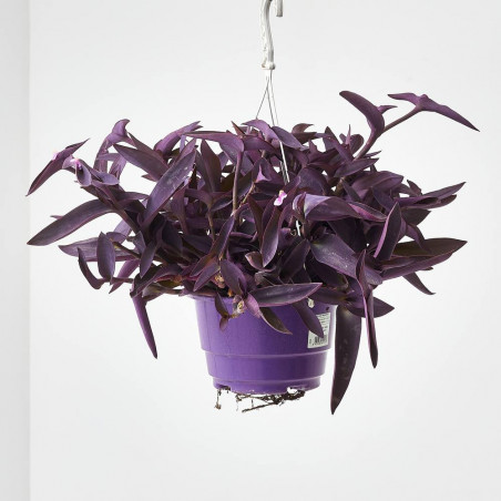 AMOR DE HOMBRE EXTERIOR COLGANTE