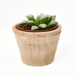 ECHEVERIA VARIEDADES MACETA 9CM
