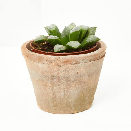 ECHEVERIA VARIEDADES MACETA 9CM