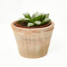 ECHEVERIA VARIEDADES MACETA 9CM
