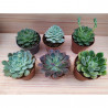 ECHEVERIA VARIEDADES MACETA 9CM