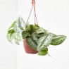 POTHO COLGANTE VARIEDADES MACETA 15CM
