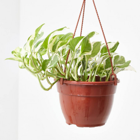POTHO COLGANTE VARIEDADES MACETA 15CM