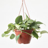 POTHO COLGANTE VARIEDADES MACETA 15CM