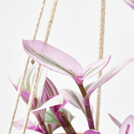 TRADESCANTIA NANOUK COLGANTE