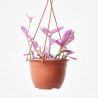 TRADESCANTIA NANOUK COLGANTE