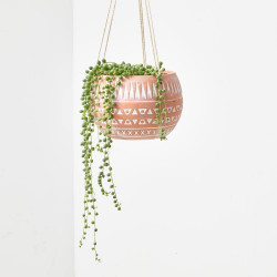 SENECIO ROWLEYANUS COLGANTE