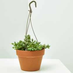 COTYLEDON PENDENS COLGANTE