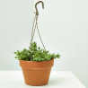 COTYLEDON PENDENS COLGANTE