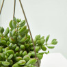 COTYLEDON PENDENS COLGANTE