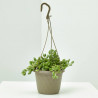 COTYLEDON PENDENS COLGANTE