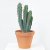 CACTUS MIX C-23