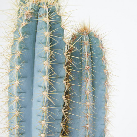 CACTUS MIX C-23