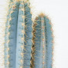 CACTUS MIX C-23