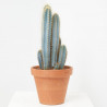 CACTUS MIX C-23