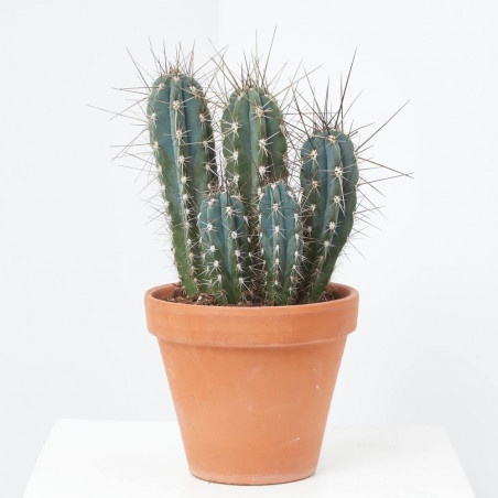 CACTUS MIX C-23
