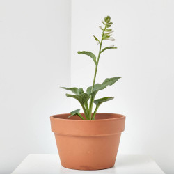 HOSTA MACETA 3 LITROS