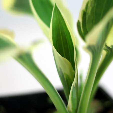 HOSTA MACETA 3 LITROS