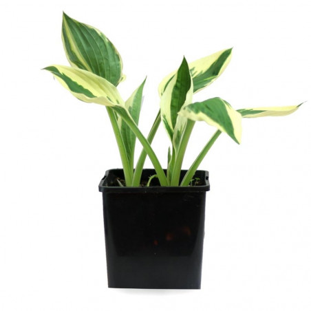 HOSTA MACETA 3 LITROS