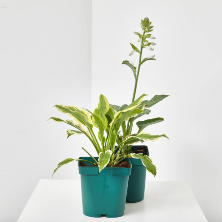 HOSTA MACETA 3 LITROS