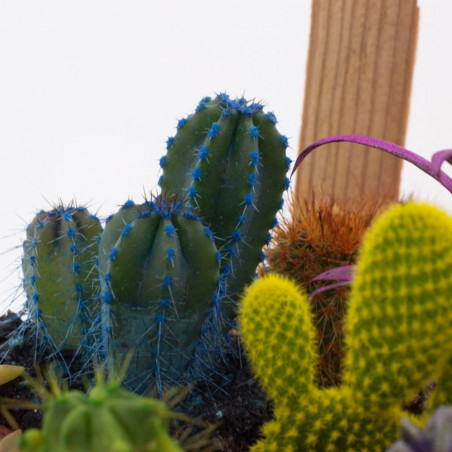CACTUS COLOR CAJA 9 UDS