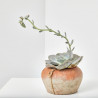 ECHEVERIA MACETA 13CM