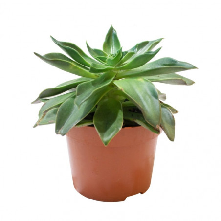 ECHEVERIA MACETA 13CM