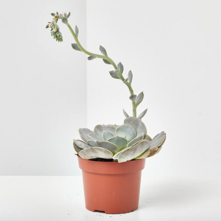 ECHEVERIA MACETA 13CM