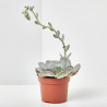ECHEVERIA MACETA 13CM