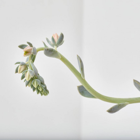 ECHEVERIA MACETA 13CM