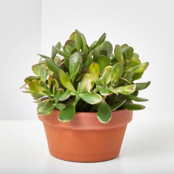 CRASAS MACETA BARRO 19CM