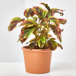 COLEO MAIN STREET MACETA 13CM