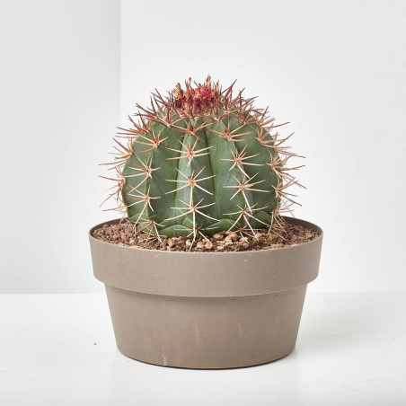 CACTUS MACETA 20CM