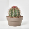 CACTUS MACETA 20CM