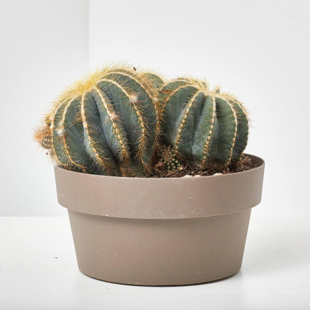 CACTUS MACETA 20CM