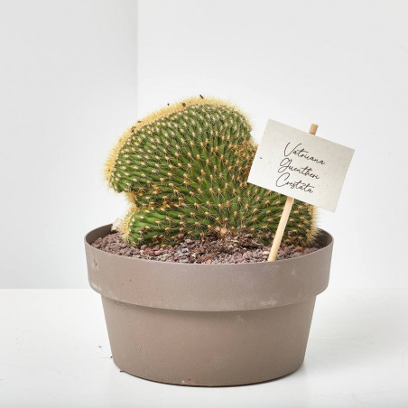 CACTUS MACETA 20CM